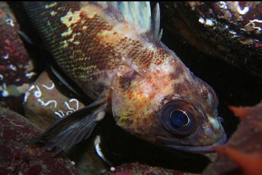 quillback rockfish