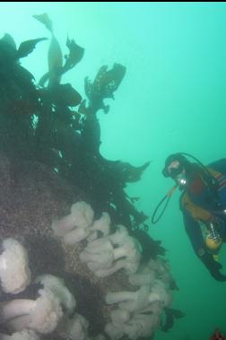 plumose anemones