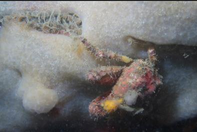 crab on tunicates