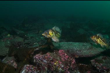 copper rockfish and flat slabs