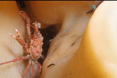crab on cloud sponge