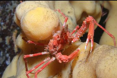 crab on cloud sponge