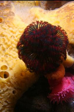 feather duster worm