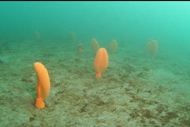 sea pens