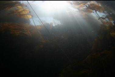 kelp