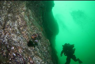 copper rockfish next to wall