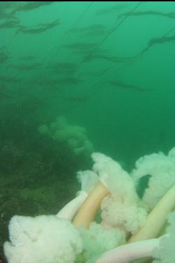 anemones and kelp