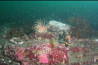 quillback and crimson anemone