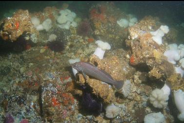 kelp greenling in bottom of channel