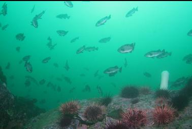 rockfish at top of wall