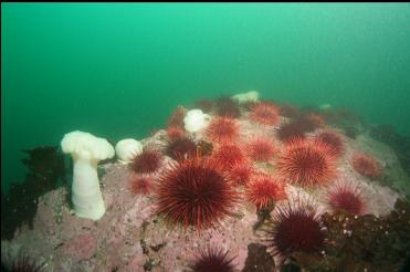 urchins and anemones on boulder