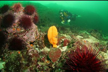 sea pen and urchins