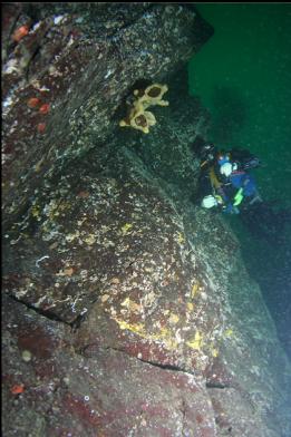 looking at cloud sponge