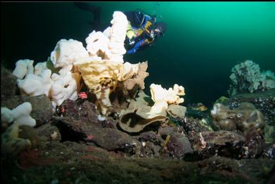 cloud sponges on ledge