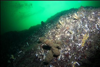 boot sponges and small cloud sponges