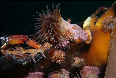 brooding anemones on kelp