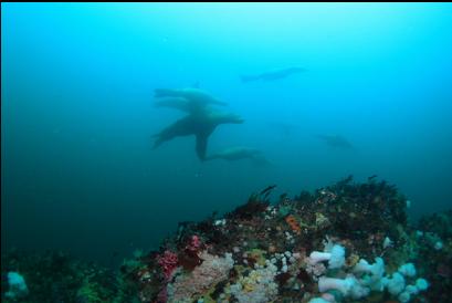 sealions