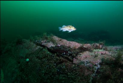 copper rockfish