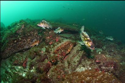 copper rockfish