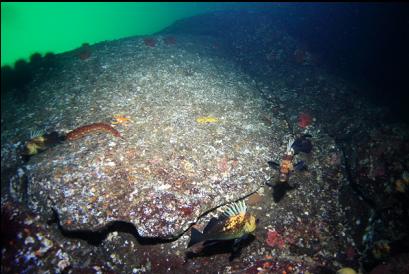 quillback rockfish