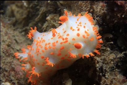 clown nudibranch