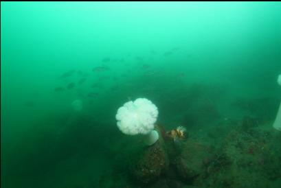 quillback rockfish near plumose anemone and school of black rockfish in background