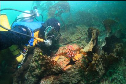 Puget Sound king crab