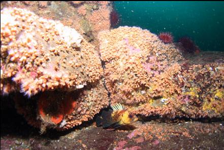 quillback rockfish