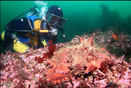 well camouflaged octopus on the sandbags