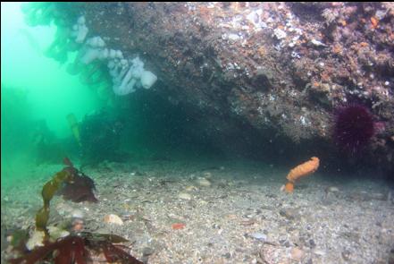 sea pen under an overhang