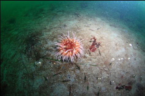 sand anemone