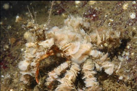 decorator crab