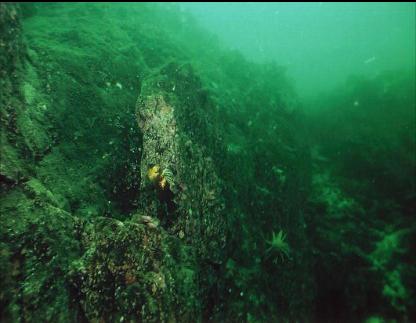 QUILLBACK ROCKFISH ON WALL