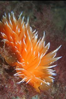 NUDIBRANCH