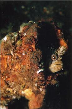 DECORATED WARBONNET IN LOG TENDER