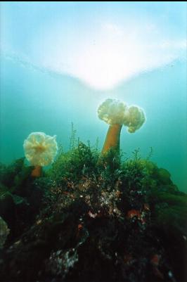 PLUMOSE ANEMONES