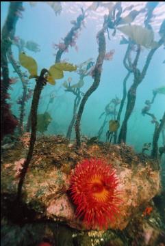 FISH-EATING ANEMONE