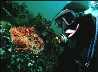 SMALL OCTOPUS ON KELP