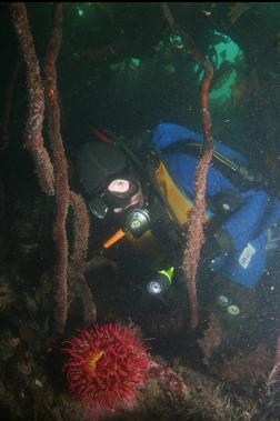 fish-eating anemone under kelp