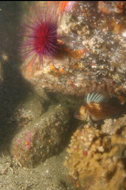 quillback rockfish under boulder