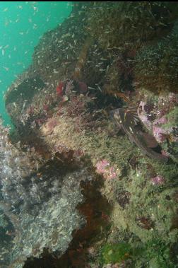 copper rockfish and mysid shrimp