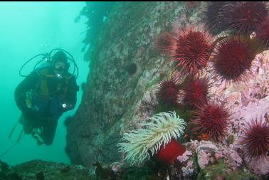 urchins and fish-eating anemone deeper down