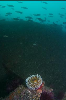 fish-eating anemone and rockfish under wall