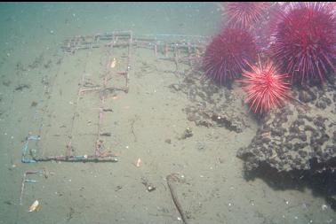 remains of crab trap buried in silt