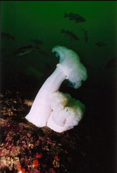 PLUMOSE ANEMONES AND ROCKFISH