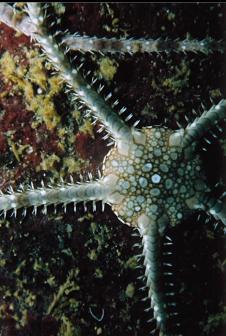 BRITTLE STAR