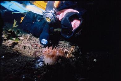 ANEMONE ON SILTY BOTTOM