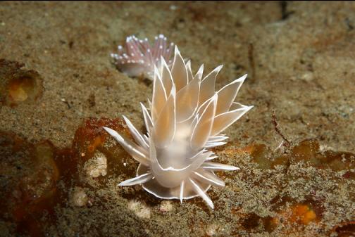 nudibranchs