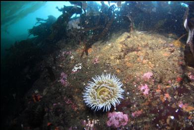 fish-eating anemone