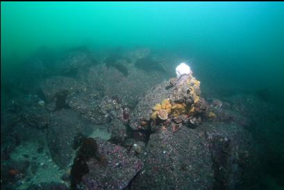 rocky slope and yellow whelk eggs